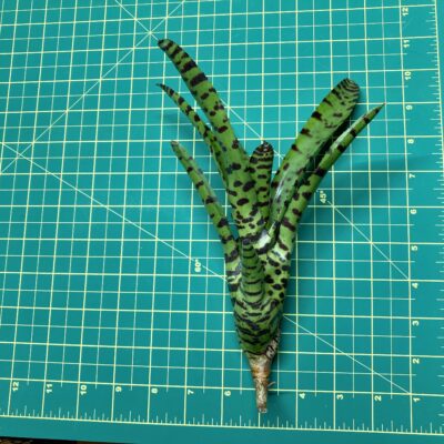 Mini Neoregelia Bromeliad - Tic Tac size