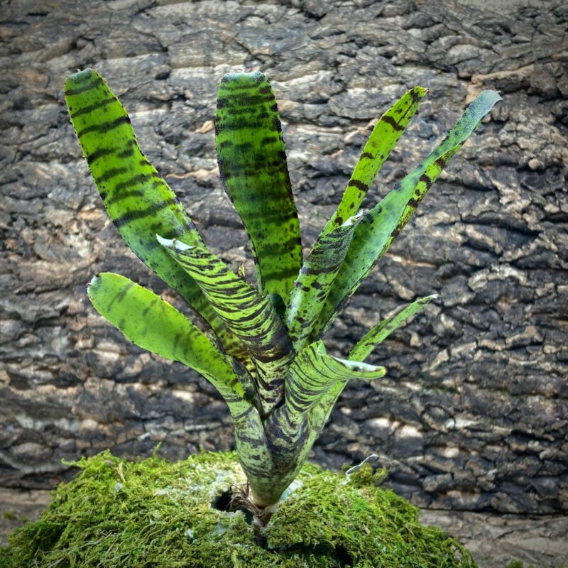 Mini Neoregelia Bromeliad - Tiger Cub
