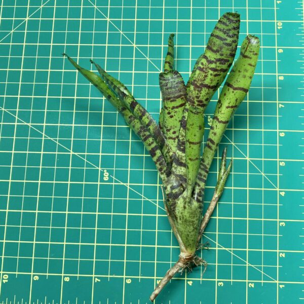 Mini Neoregelia Bromeliad - Tiger Cub size