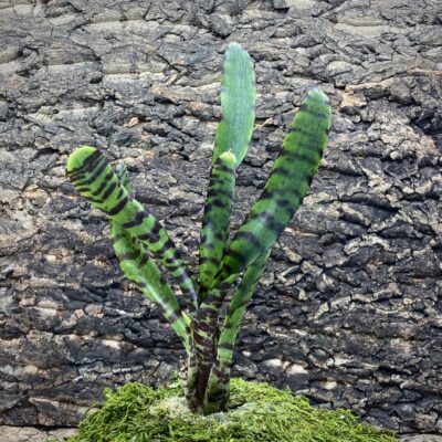 Mini Neoregelia Bromeliad - Tigger