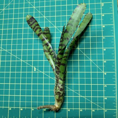 Mini Neoregelia Bromeliad - Tigger size