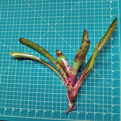 Mini Neoregelia Bromeliad - Winnie The Pooh size