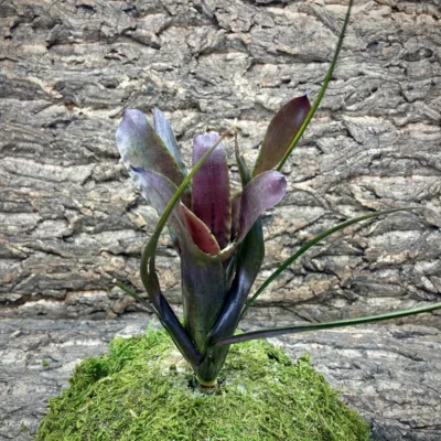 Mini Neoregelia Bromeliad – Purple Princess