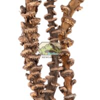 Musa Sticks