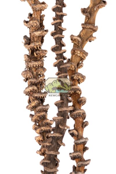 Musa Sticks