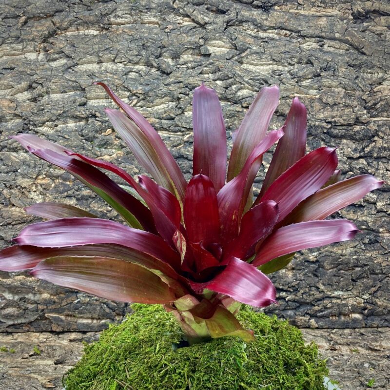 Neoregelia Bromeliad Brian Weber x Riens Pride