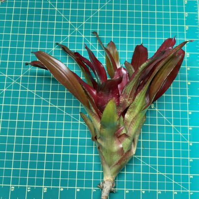 Neoregelia Bromeliad Brian Weber x Riens Pride size