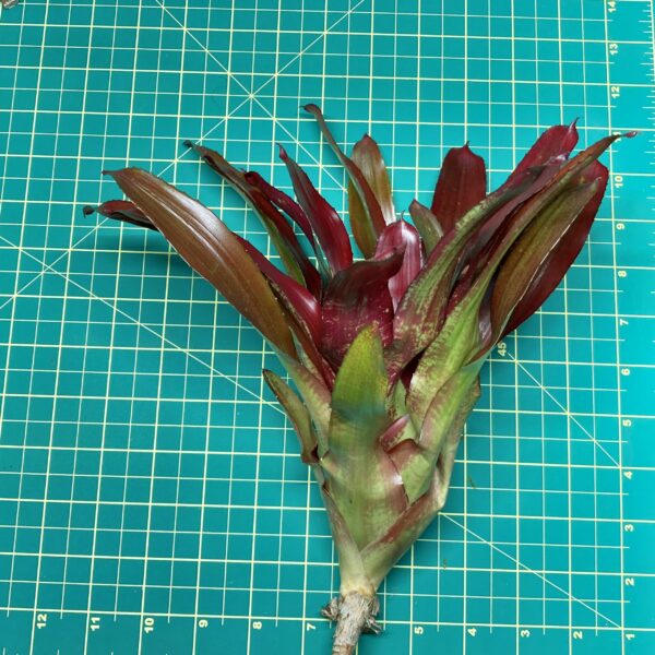 Neoregelia Bromeliad Brian Weber x Riens Pride size
