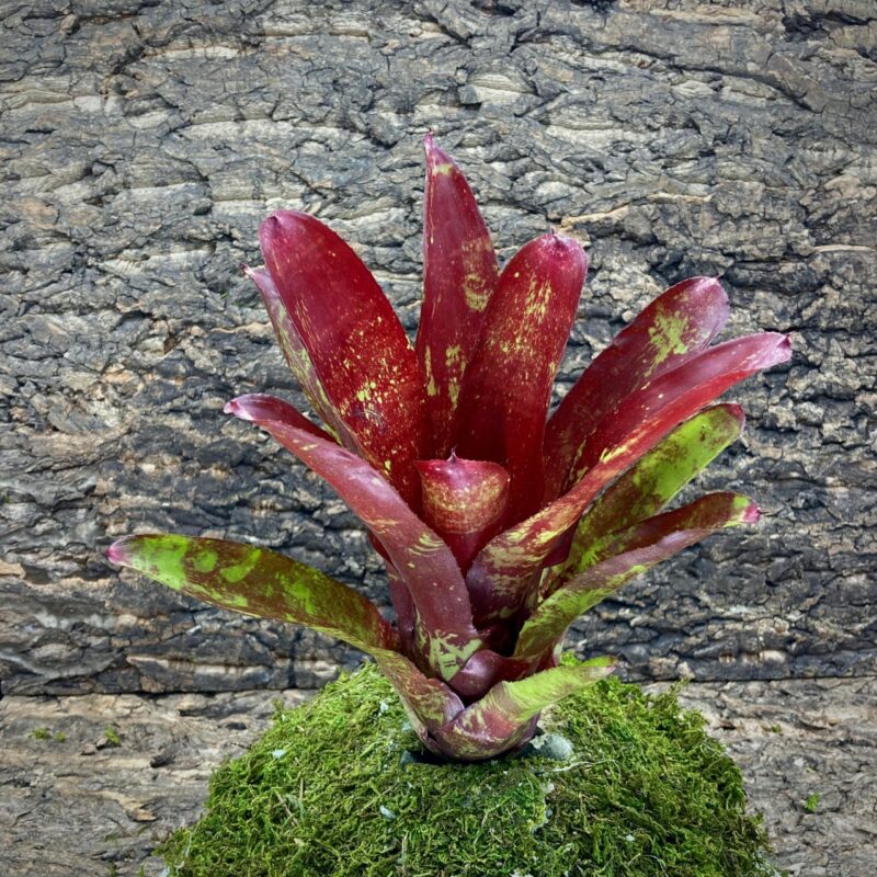 Neoregelia Bromeliad Brite Star