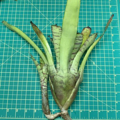 Neoregelia Bromeliad Carcharodon Tiger x Dungsiana size