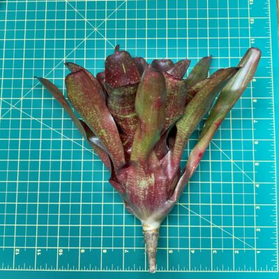 Neoregelia Bromeliad Carcharodon x Fireball x Walking Tall size