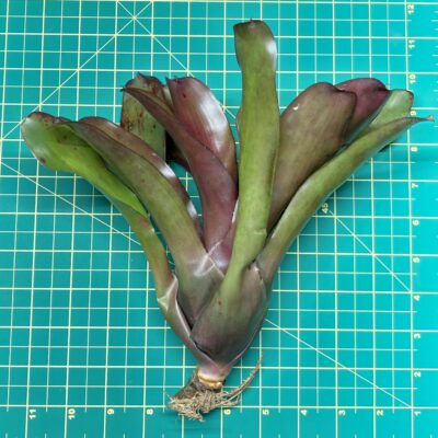 Neoregelia Bromeliad Coriacea x Fireball Size