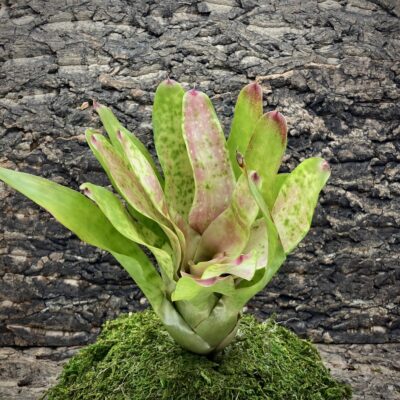Neoregelia Bromeliad Eyelet
