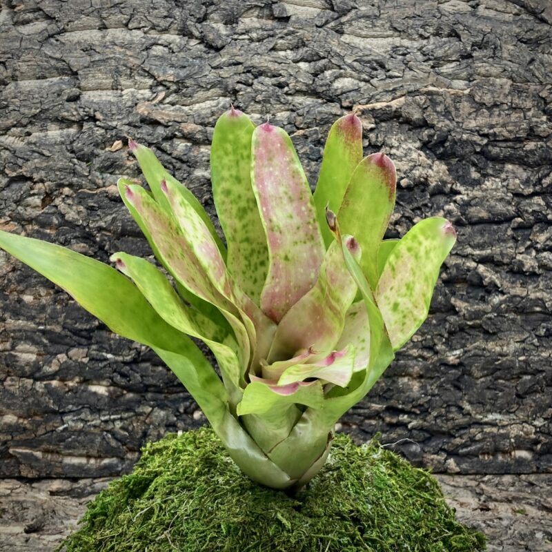 Neoregelia Bromeliad Eyelet