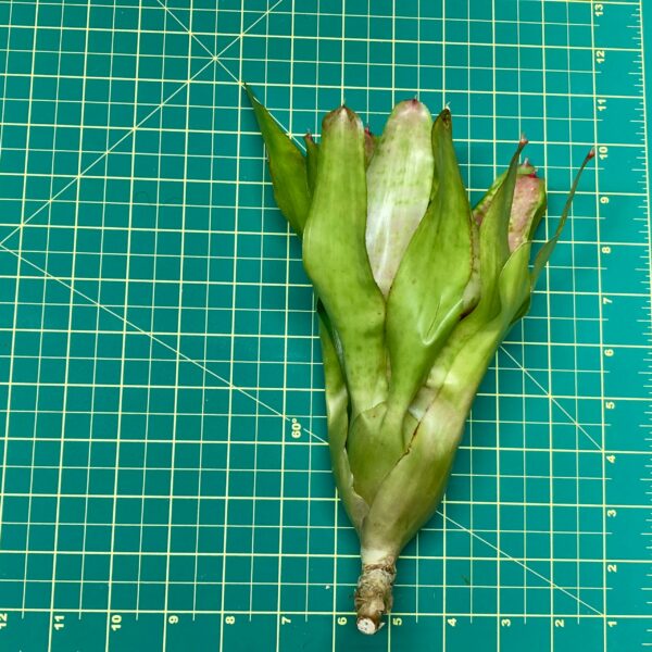 Neoregelia Bromeliad Eyelet size