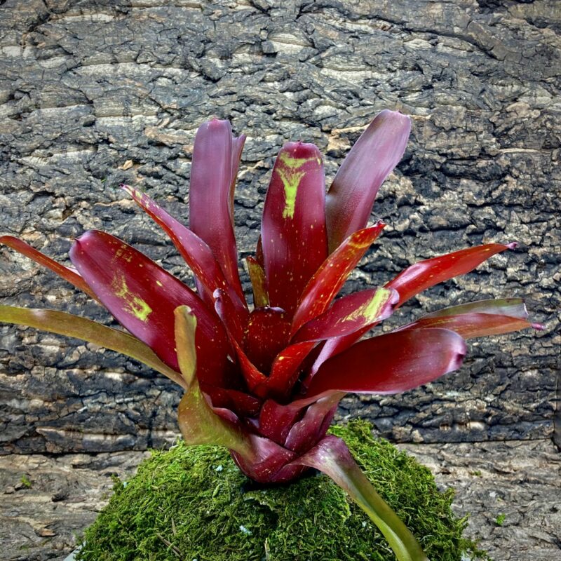 Neoregelia Bromeliad Fire Jewel