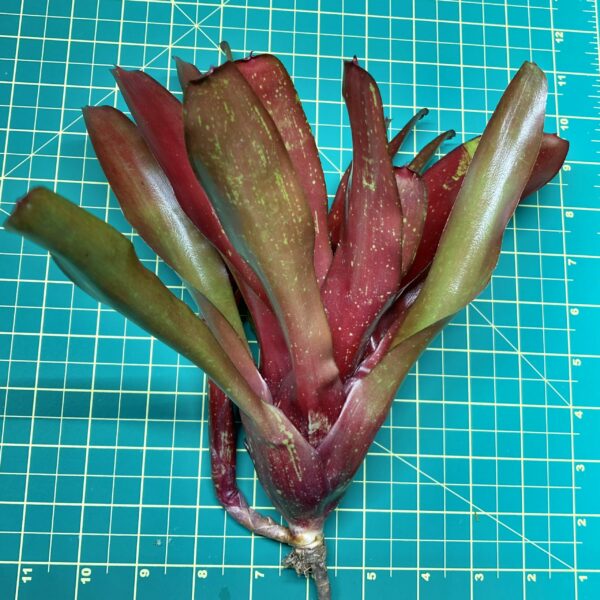 Neoregelia Bromeliad Fire Jewel size