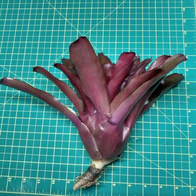 Neoregelia Bromeliad Fireball Hybrid size