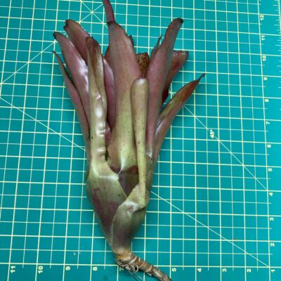 Neoregelia Bromeliad Fluminensis x Compacta size