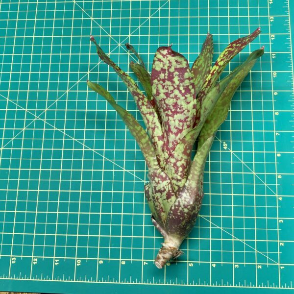 Neoregelia Bromeliad Gold Fever Size