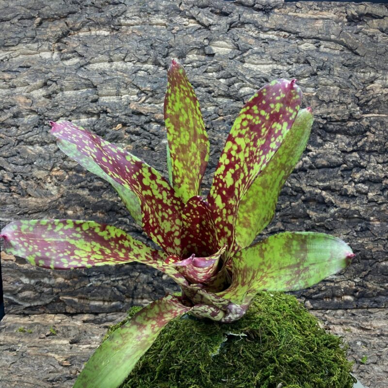 Neoregelia Bromeliad Gold Fever