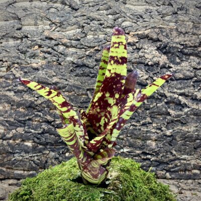 Neoregelia Bromeliad Guacamole
