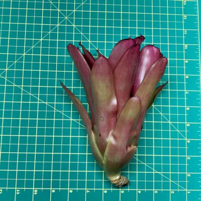 Neoregelia Bromeliad Gypsy Lady Size
