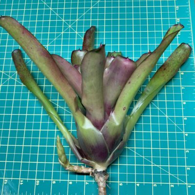 Neoregelia Bromeliad Hal Ellis x Fireball size