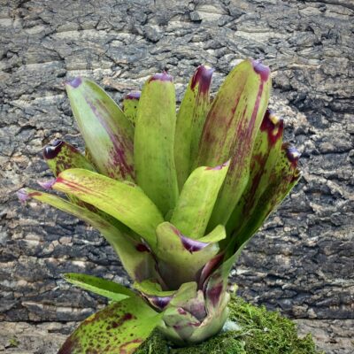 Neoregelia Bromeliad Hula Lady