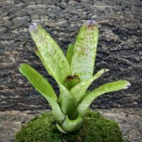Neoregelia Bromeliad Ice White River