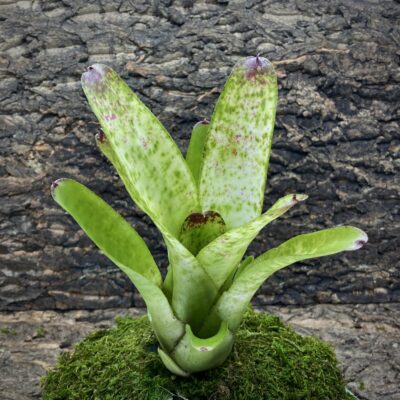 Neoregelia Bromeliad Ice White River
