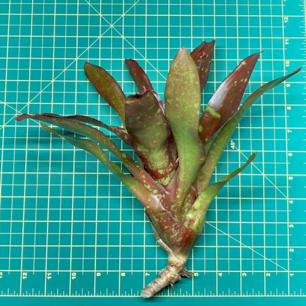 Neoregelia Bromeliad Juicy Fruit Size