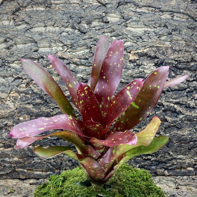 Neoregelia Bromeliad Juicy Fruit