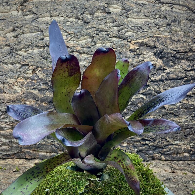 Neoregelia Bromeliad Little Africa