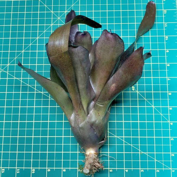 Neoregelia Bromeliad Little Africa size
