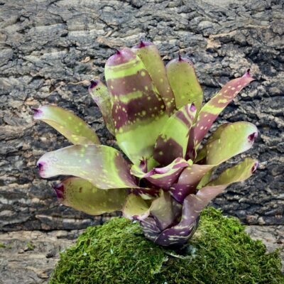Neoregelia Bromeliad Marmorata Banded