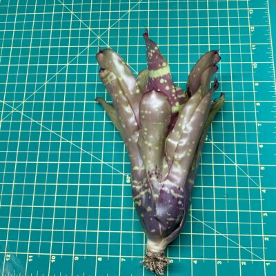 Neoregelia Bromeliad Marmorata Banded size
