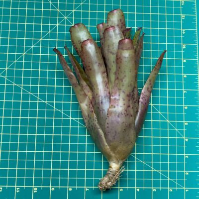Neoregelia Bromeliad Marzipan Size