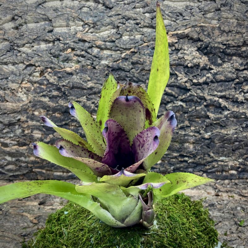 Neoregelia Bromeliad Melanodonta x Pauciflora