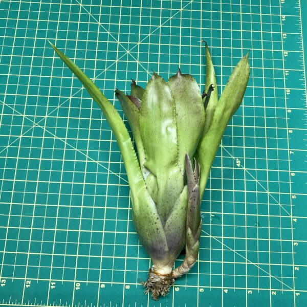 Neoregelia Bromeliad Melanodonta x Pauciflora size