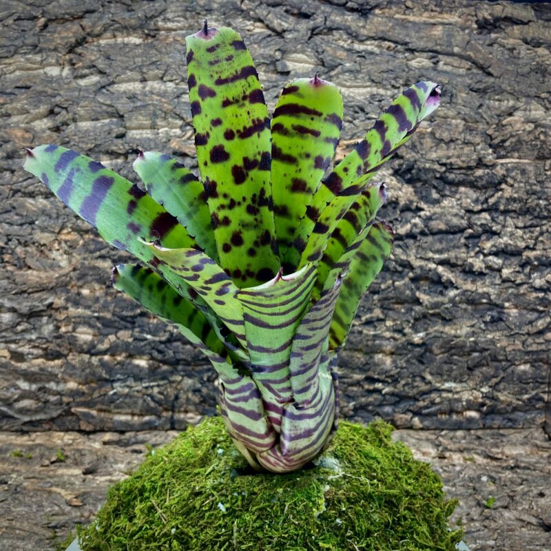 ブロメリア・エアープランツ Neoregelia Spotted Tiger Neoregelia Tiger, 6” pot – Green Millennium