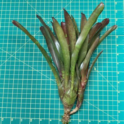 Neoregelia Bromeliad Okapi size