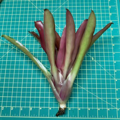 Neoregelia Bromeliad Pink Fireball size