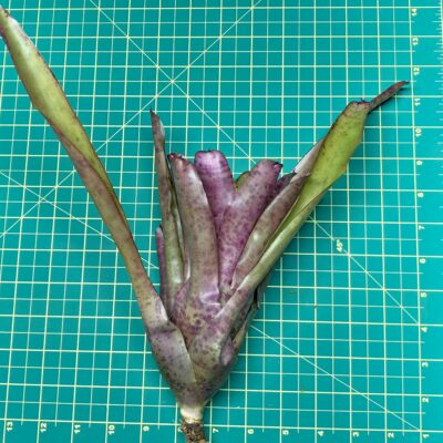 Neoregelia Bromeliad Purple Phantom size