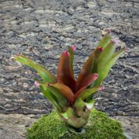 Neoregelia Bromeliad Riens Pride