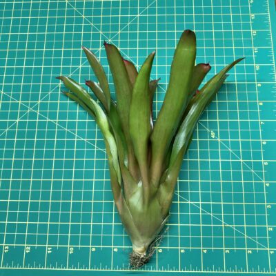 Neoregelia Bromeliad Riens Pride size