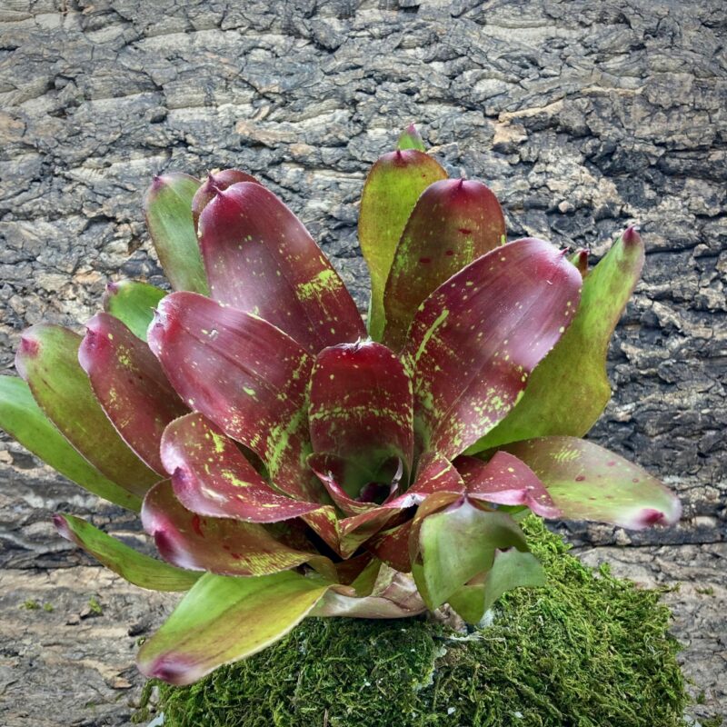 Neoregelia Bromeliad Seeing Red