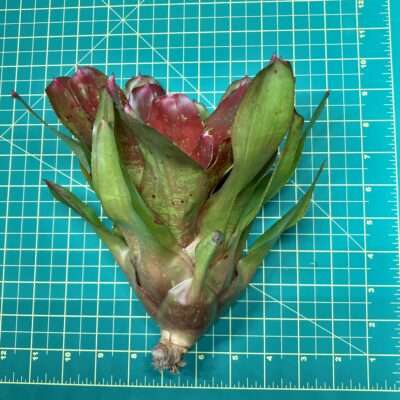 Neoregelia Bromeliad Seeing Red size