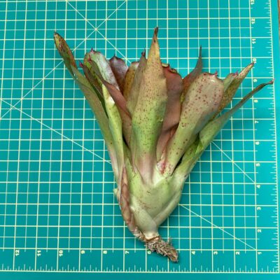 Neoregelia Bromeliad Topaz Size