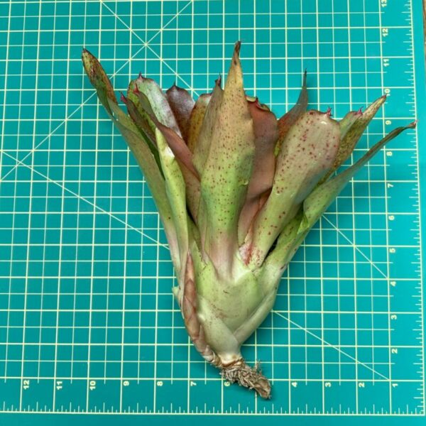 Neoregelia Bromeliad Topaz Size